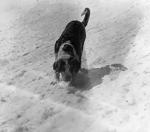 Der St.-Bernhard im Schnee