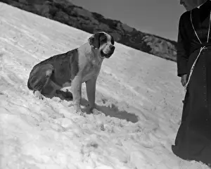 Der St.-Bernhard im Schnee