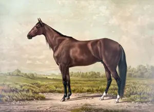 Vintage Horse Racing Images Drucke: St. Julien
