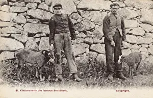 Drucke von St Kildas mit den berühmten Soayschafen. Der Gruppe der Inseln ist bekannt als St Kilda, dieses besondere Island heißt tatsächlich Hirta. Datum: Um die Jahrhunderte 1910er Hirta Drucke: Kilchlan mit Schafen von Soaya