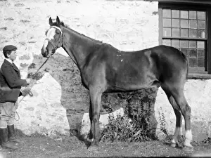 Historical Horse Images Drucke: Stable boy with stallion