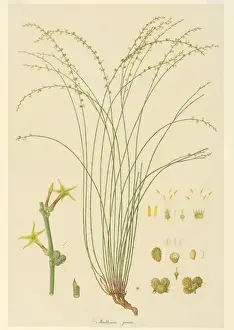 Ferdinand Bauer Artwork Drucke: Stackhousia viminea, slender stackhousia