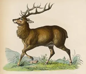 Forest Animals Drucke: STAG