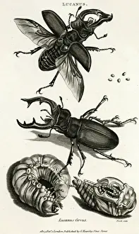 Eichhörnchenkäfer