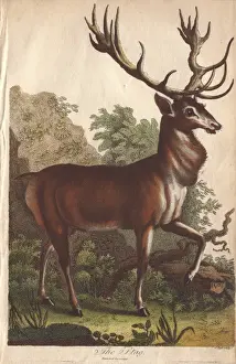 Ebenezer Sibly Prints Drucke: Stag, Cervus elaphus