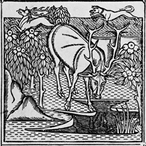 Historical Prints Online Drucke: The stag & the pool