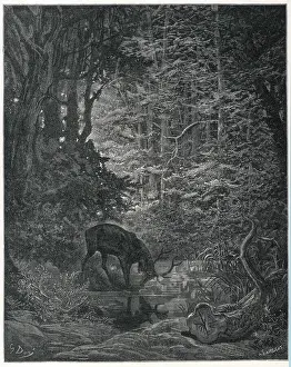 Der Stag und seine Reflexion
