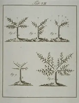 Flowering Plant Illustration Drucke: Stages in Pruning - 2