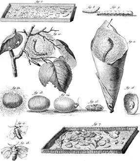 Insect Life Cycle Drucke: Stages of the Silkworm