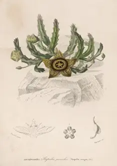 South African Botanicals Drucke: Stapelia Variegata