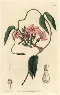 The Botanical Register Prints Drucke: Star-flowered echites, Echites stellaris
