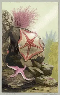 Historical Marine Life Drucke: Two Starfish / 1856