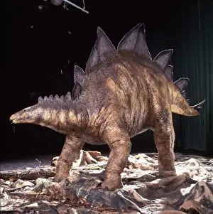 Jurassic Period Dinosaurs Drucke: Stegosaurus