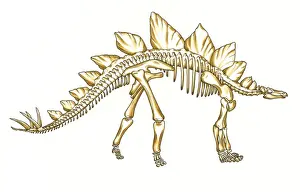 Jurassic Dinosaur Drucke: Stegosaurus skeleton