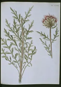 Dicotyledonous Plant Species Drucke: Stemmacantha uniflora