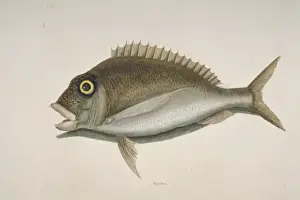 Caribbean Fish Species Drucke: Stenotomus chrysops, scup