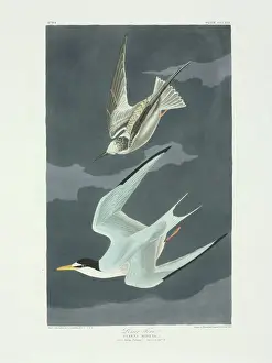 Sterna antillarum ist die kleinste Seevogelart