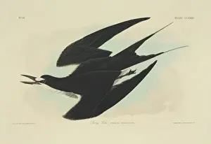 Hand Coloured Aquatint Prints Drucke: Sterna fuscata, sooty tern