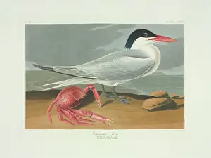 Drucke von Tafel 273 aus Johns JAMES AUDUBONS Vögel von Amerika, Original doppeltes Elefantenfolio (1834-35), mit Handfarbe auf Aquatinta. Gegraviert und gedruckt in R. HAVELL (& SOHN), London Königsseeschwalbe Drucke: Königstern