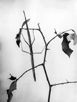 Vintage Insect Prints Drucke: Stick Insect