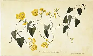 Dicotyledonous Flowering Plants Drucke: Stigmaphyllon auriculatum