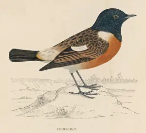 British Wildlife Paintings Drucke: Stonechat (Morris)
