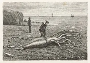 Drucke von Architeuthis princeps strandete auf einer Neufundland-Küste Datum: 1883 Princeps Drucke: Gefangene Meeresratte / Kanada