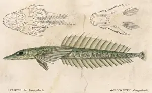 Historical Marine Life Drucke: A Strange Looking Fish