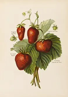 Drucke von Vicomtessin von Frogmore, Lady Hericart de Thury, Baronin der New Forest und Tochter des Lord Lieutenant für Hampshire Joseph Paxton Drucke: Strawberries