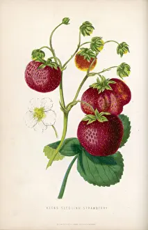 Mary Evans Prints Online Sale Drucke: Strawberry / 1871