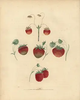 Handcolored Stipple Engravings Drucke: Strawberry varieties