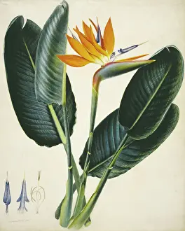 Strelitzia Spätblüher