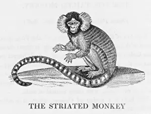 Mammals Of Brazil Drucke: Striated Monkey (Bewick)