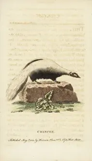 Naturalists Pocket Magazine Prints Drucke: Striped skunk, Mephitis mephitis