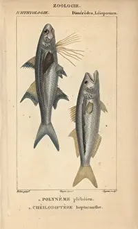 Jussieu Dictionnaire Sciences Naturelles Drucke: Striped threadfin, Polydactylus plebeius