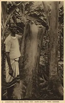 Drucke von Entfernen Sie die Rinde von der Rindenholzschicht des Bambusbaums in Uganda Uganda Drucke: Entfernen Sie die Haut von der Tanne aus dem Baumwolltuchbaum in Uganda
