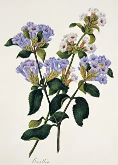 Flowering Plant Illustrations Drucke: Strobilantes
