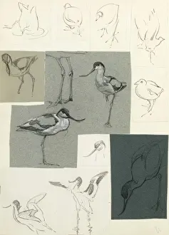 Historical Bird Prints Drucke: Studies of avocets
