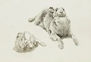 Drucke von Studien mit Stift zu einer Hasenzeichnung von Raymond Sheppard Hase Drucke: Untersuchungen eines Hasen