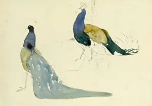 Untersuchungen an Peafowl