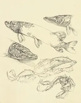 Historical Fish Illustration Drucke: Studies of pike