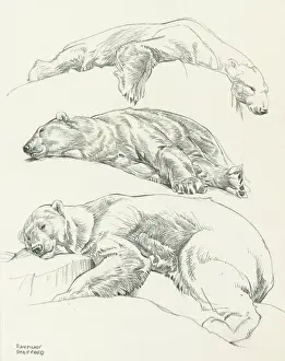 Polar Bears In Captivity Drucke: Studies of Polar Bears