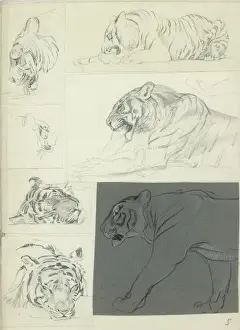 Historical Animal Prints For Sale Drucke: Studies of a Tiger