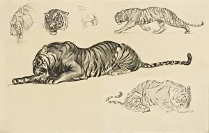 Raymond Sheppard Prints Drucke: Studies of a Tiger eating