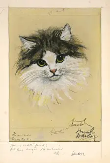 Black And White Cat Pictures Drucke: Study of cats head by Muriel Dawson