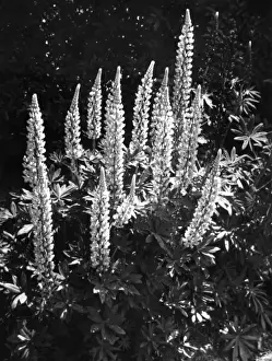Studium der Lupinen