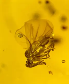 Invertebrate Fossils Drucke: Stylopid in amber