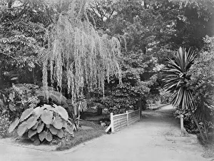 Botanical Garden Photography Drucke: Subtropical garden