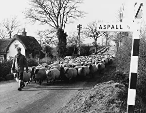 British Agricultural Heritage Drucke: Suffolk Shepherd