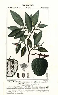 Pierre Turpin Illustrations Drucke: Sugar apple, Annona squamosa